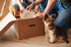 top-view-adorable-dog-owners.jpg XMoving With Pets? Check Out These 8 Tips For A Perfect Move!